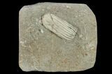 Fossil Crinoid (Sarocrinus) - Crawfordsville, Indiana #132799-1